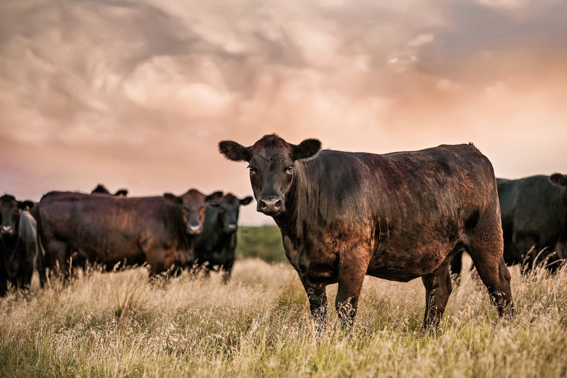 Black Angus Cattle at Sunset - Angus Cows Wall Art Canvas Wall Art Teri James Photography