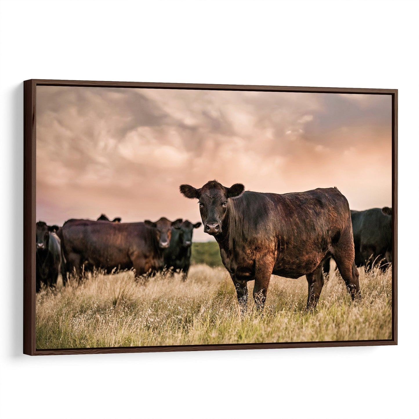 Black Angus Cattle at Sunset - Angus Cows Wall Art Canvas Canvas-Walnut Frame / 12 x 18 Inches Wall Art Teri James Photography