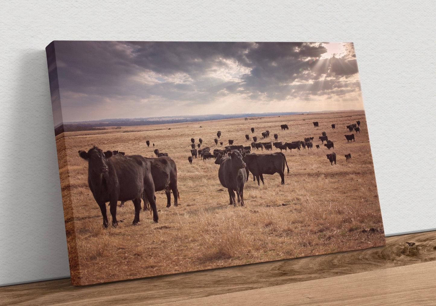 Black Angus Cattle Canvas Print Canvas-Unframed / 12 x 18 Inches Wall Art Teri James Photography
