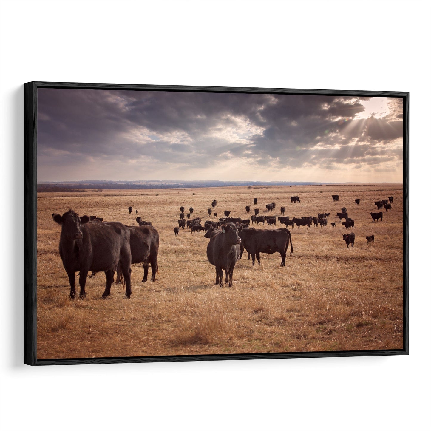 Black Angus Cattle Canvas Print Canvas-Black Frame / 12 x 18 Inches Wall Art Teri James Photography