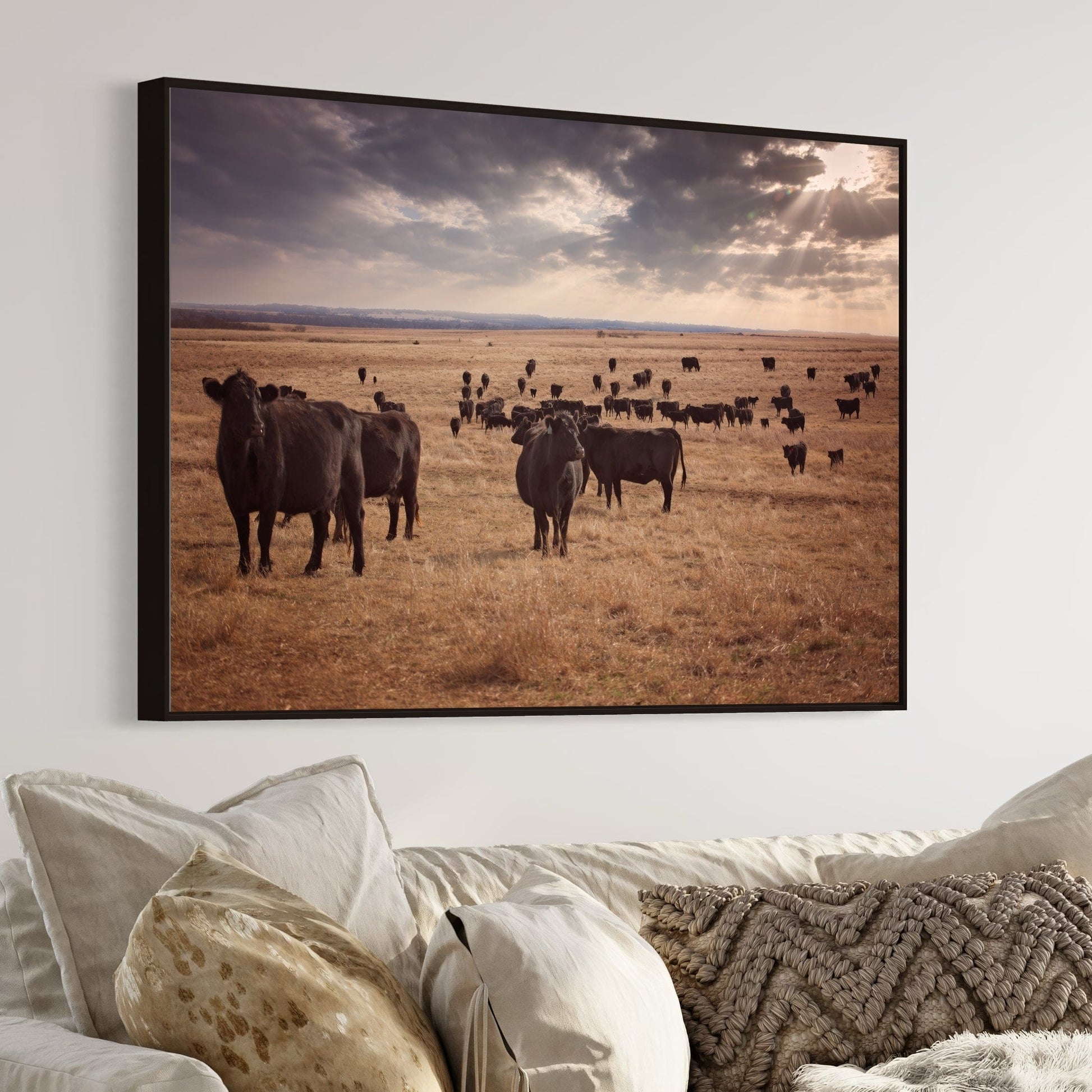 Black Angus Cattle Canvas Print Wall Art Teri James Photography