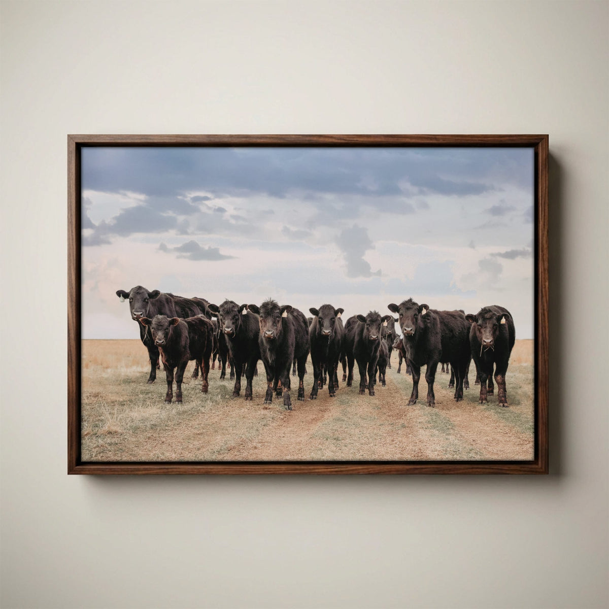 Black Angus Cattle Decor - Blue Oklahoma Sky