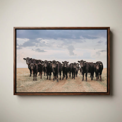 Black Angus Cattle Decor - Blue Oklahoma Sky