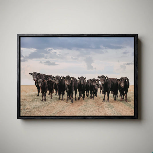 Black Angus Cattle Decor - Blue Oklahoma Sky