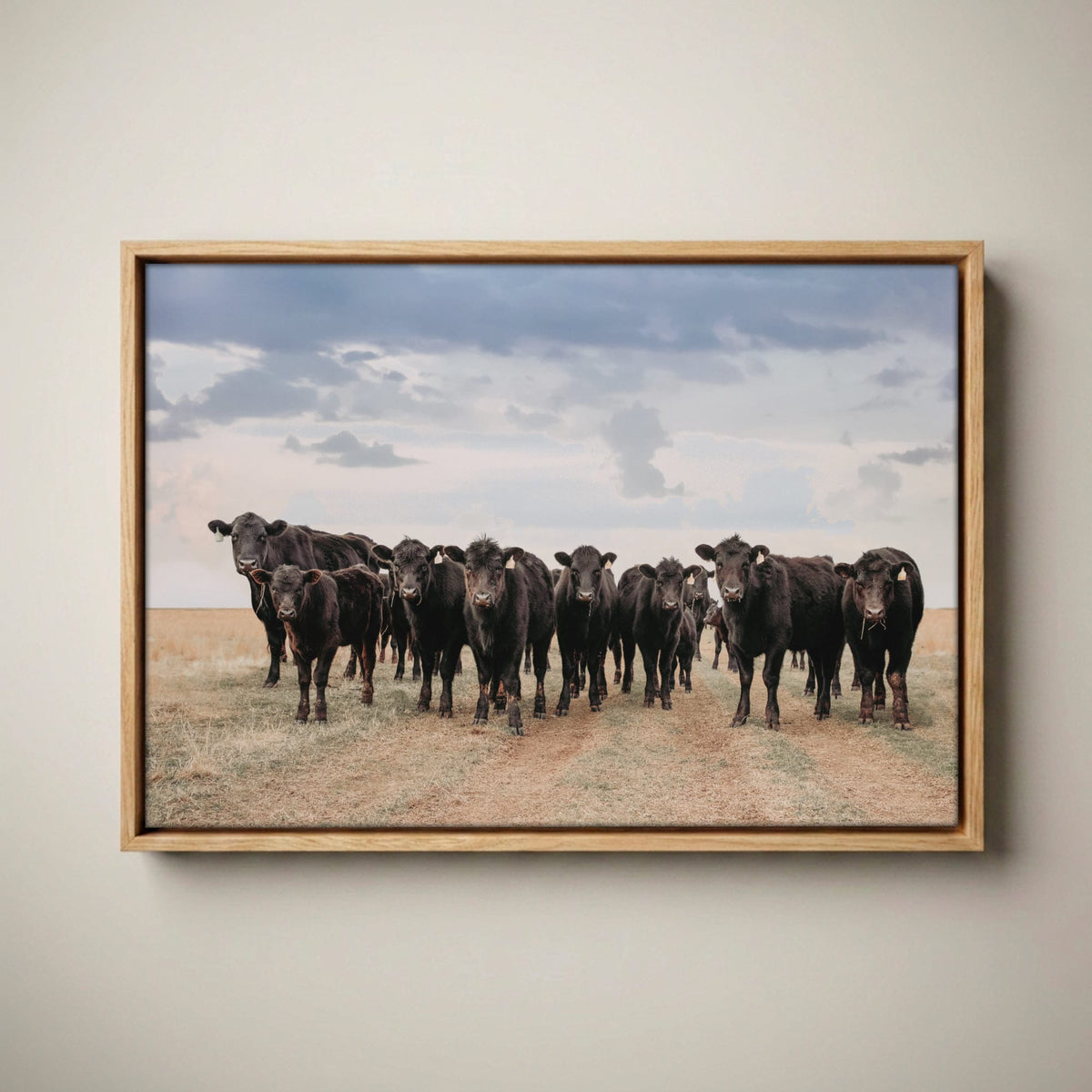 Black Angus Cattle Decor - Blue Oklahoma Sky Canvas-Natural Oak Float Frame / 12 x 18 Inches