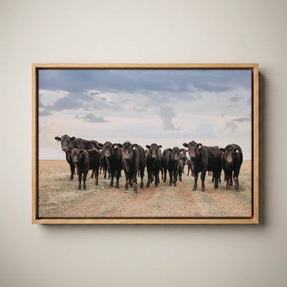 Black Angus Cattle Decor - Blue Oklahoma Sky Canvas-Natural Oak Float Frame / 12 x 18 Inches