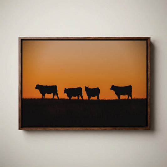 Black Angus Cattle Print – Orange Sunset Artwork
