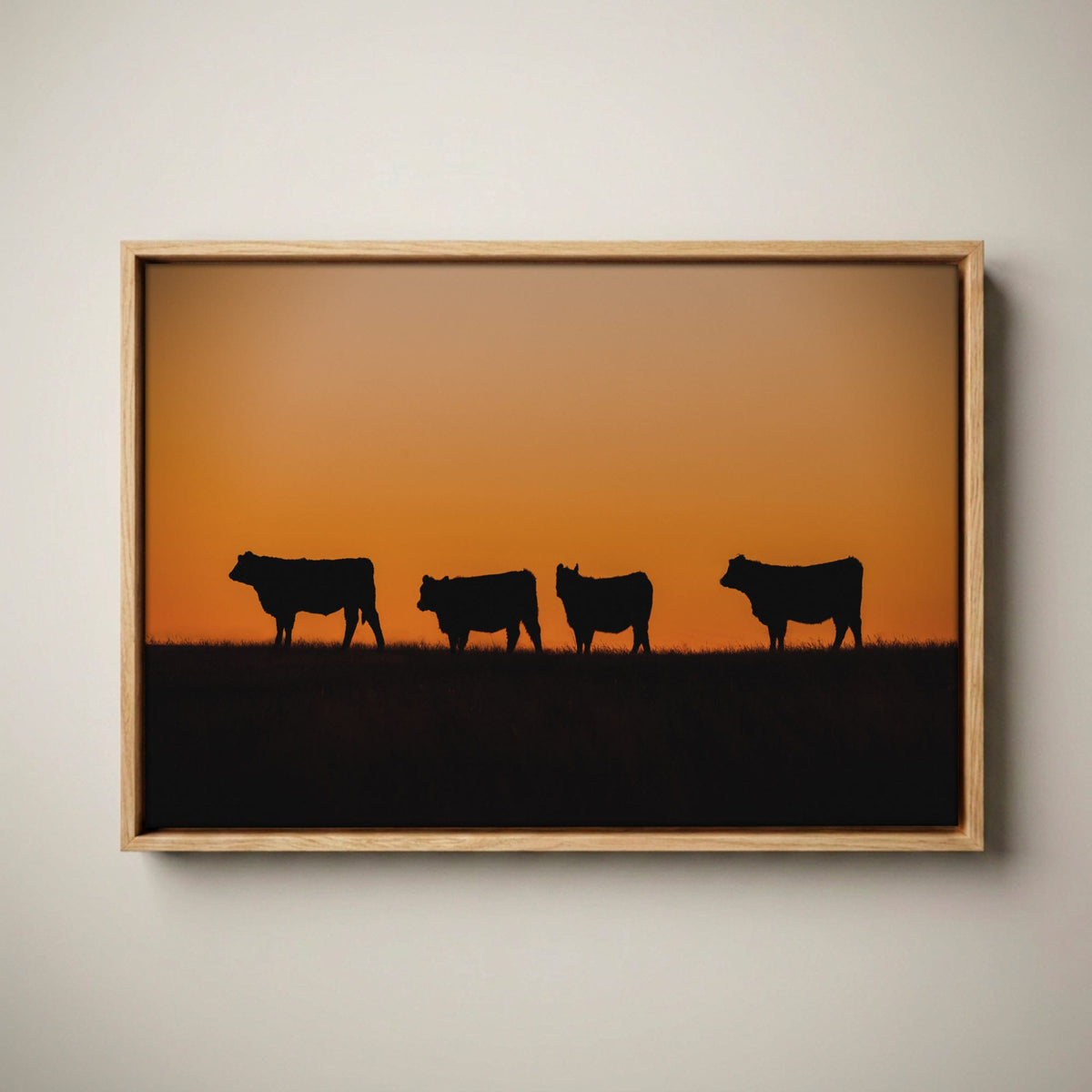 Black Angus Cattle Print – Orange Sunset Artwork Canvas-Natural Oak Float Frame / 12 x 18 Inches