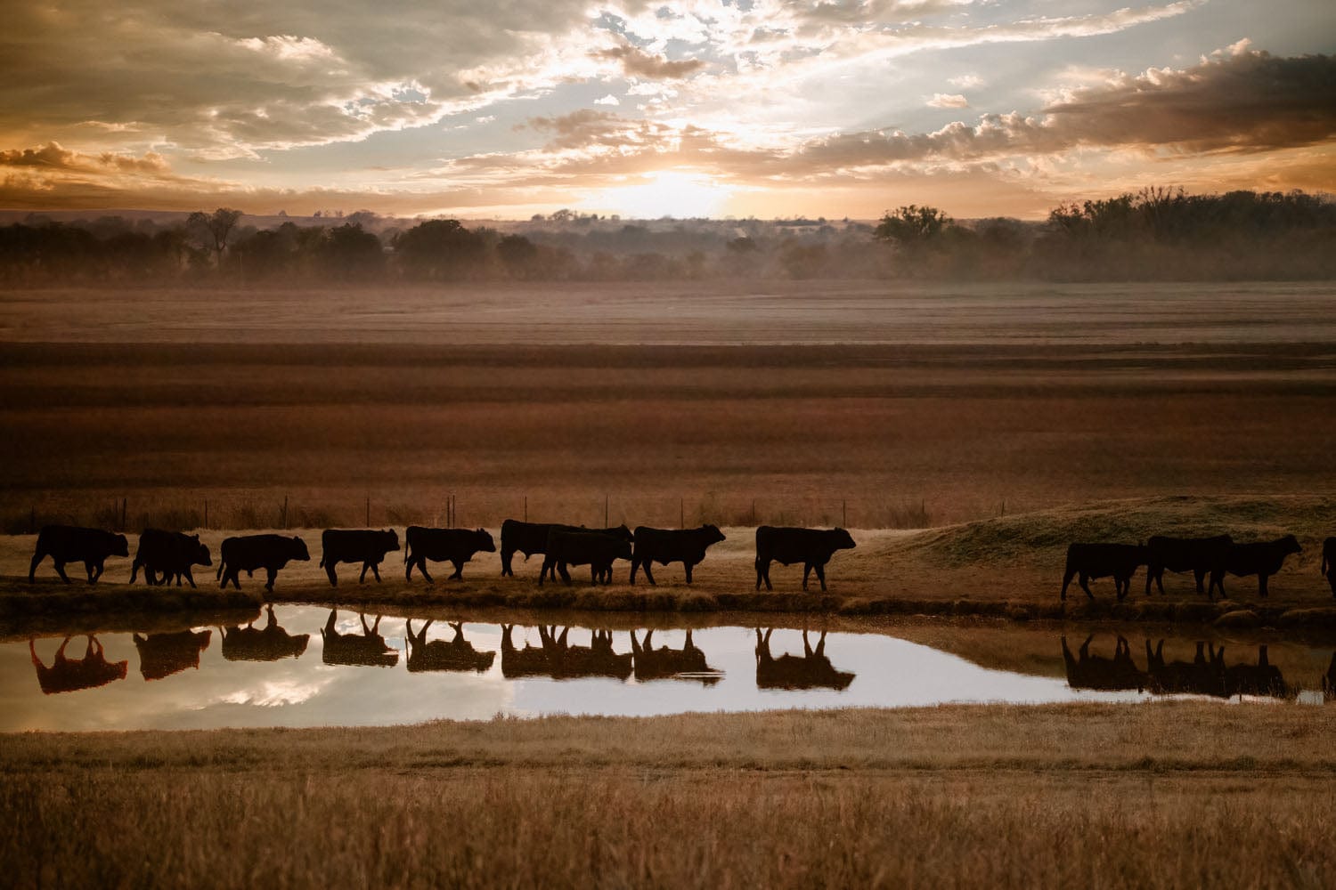 Black Angus Cattle Wall Art - Reflections Paper Photo Print / 12 x 18 Inches Wall Art Teri James Photography