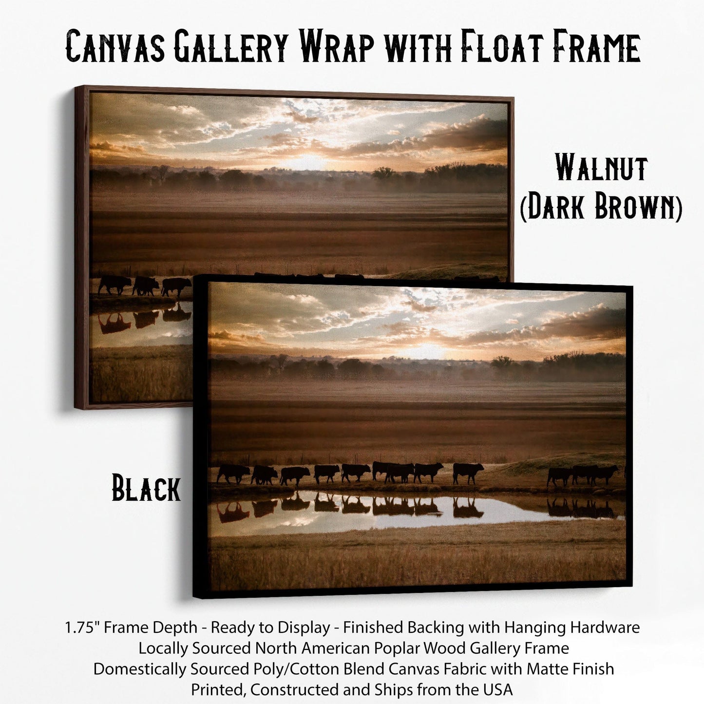 Black Angus Cattle Wall Art - Reflections Canvas-Black Frame / 12 x 18 Inches Wall Art Teri James Photography
