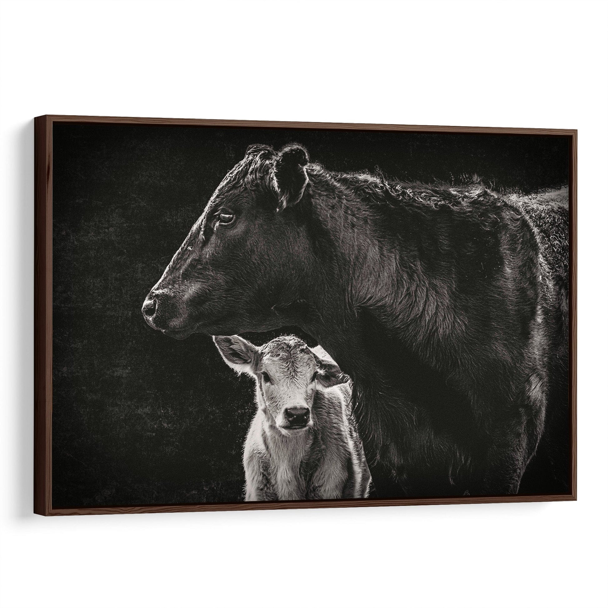 Black Angus Cow and Calf in Black & White - Modern Western Canvas Art Wall Art Teri James Photography
