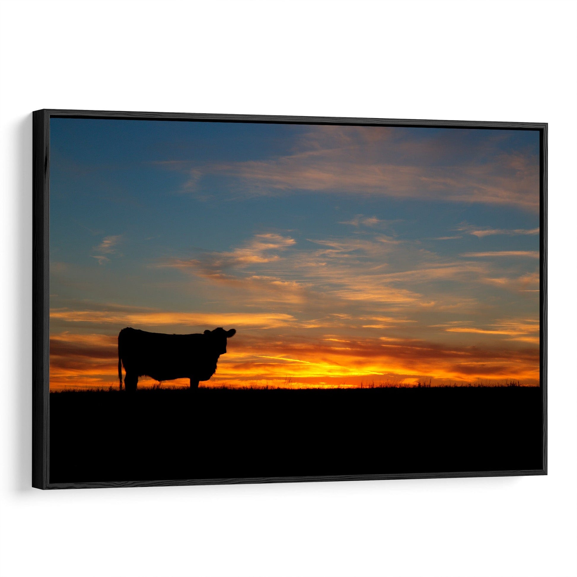 Black Angus Cow at Sunset Canvas Print Canvas-Black Frame / 12 x 18 Inches Wall Art Teri James Photography