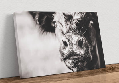 Black Angus Cow Closeup Canvas-Unframed / 12 x 18 Inches Wall Art Teri James Photography