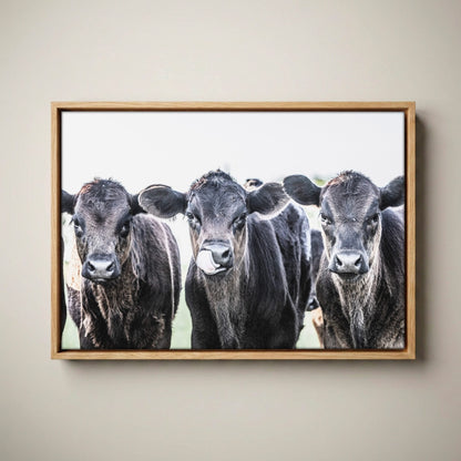 Black Angus Nursery Decor - Western Nursery Art Canvas-Natural Oak Float Frame / 12 x 18 Inches