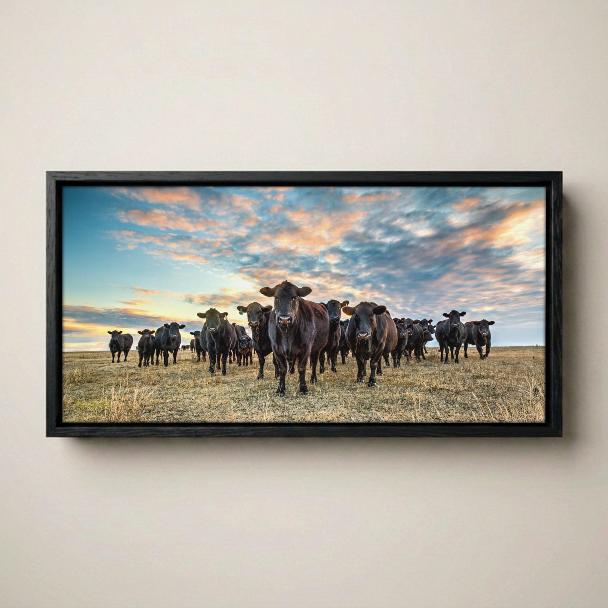 Black Angus Panoramic Art - Western Canvas
