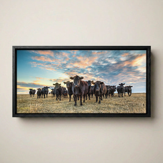 Black Angus Panoramic Art - Western Canvas