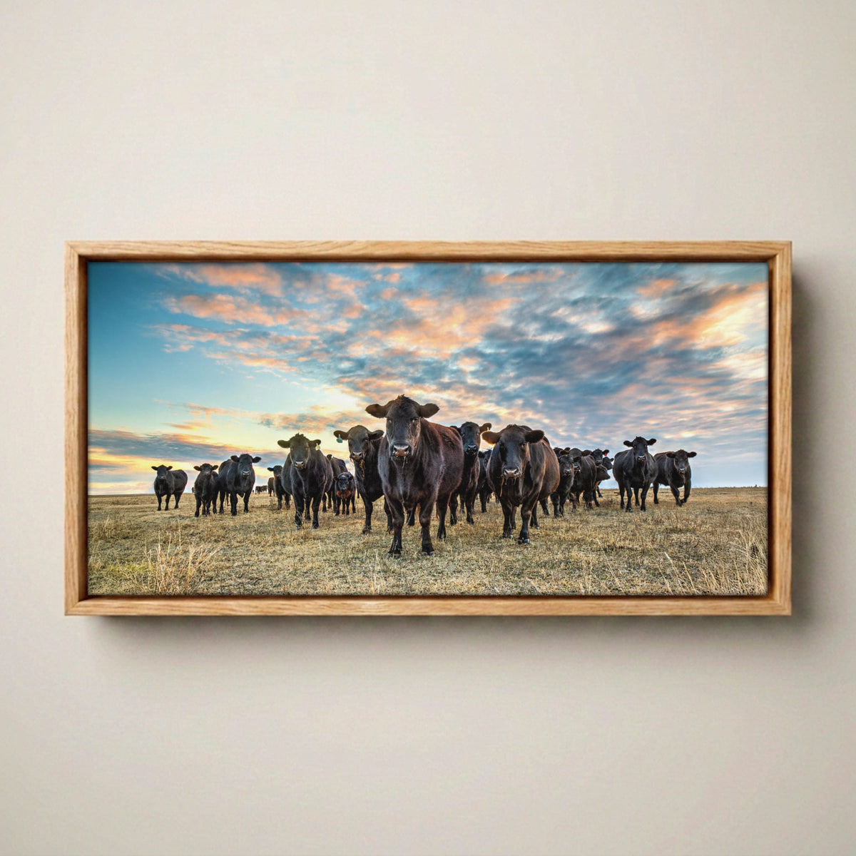 Black Angus Panoramic Art - Western Canvas Canvas-Natural Oak Float Frame / 10 x 20 Inches