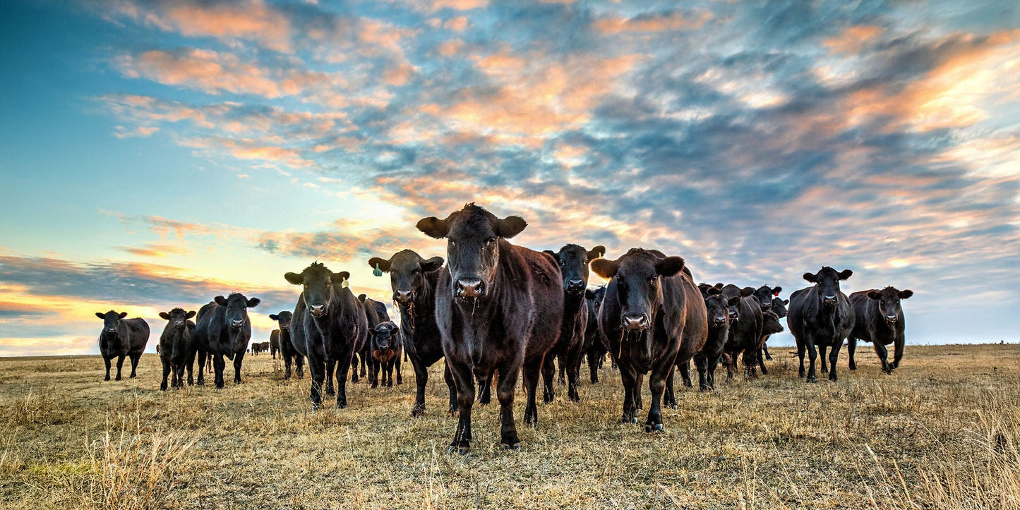 Black Angus Panoramic Art - Western Panorama Canvas Paper Photo Print / 10 x 20 Inches Wall Art Teri James Photography