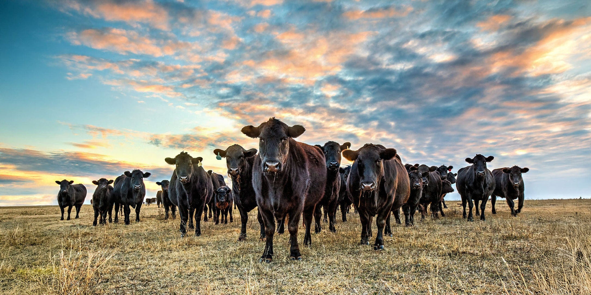 Black Angus Panoramic Art - Western Panorama Canvas Paper Photo Print / 10 x 20 Inches Wall Art Teri James Photography