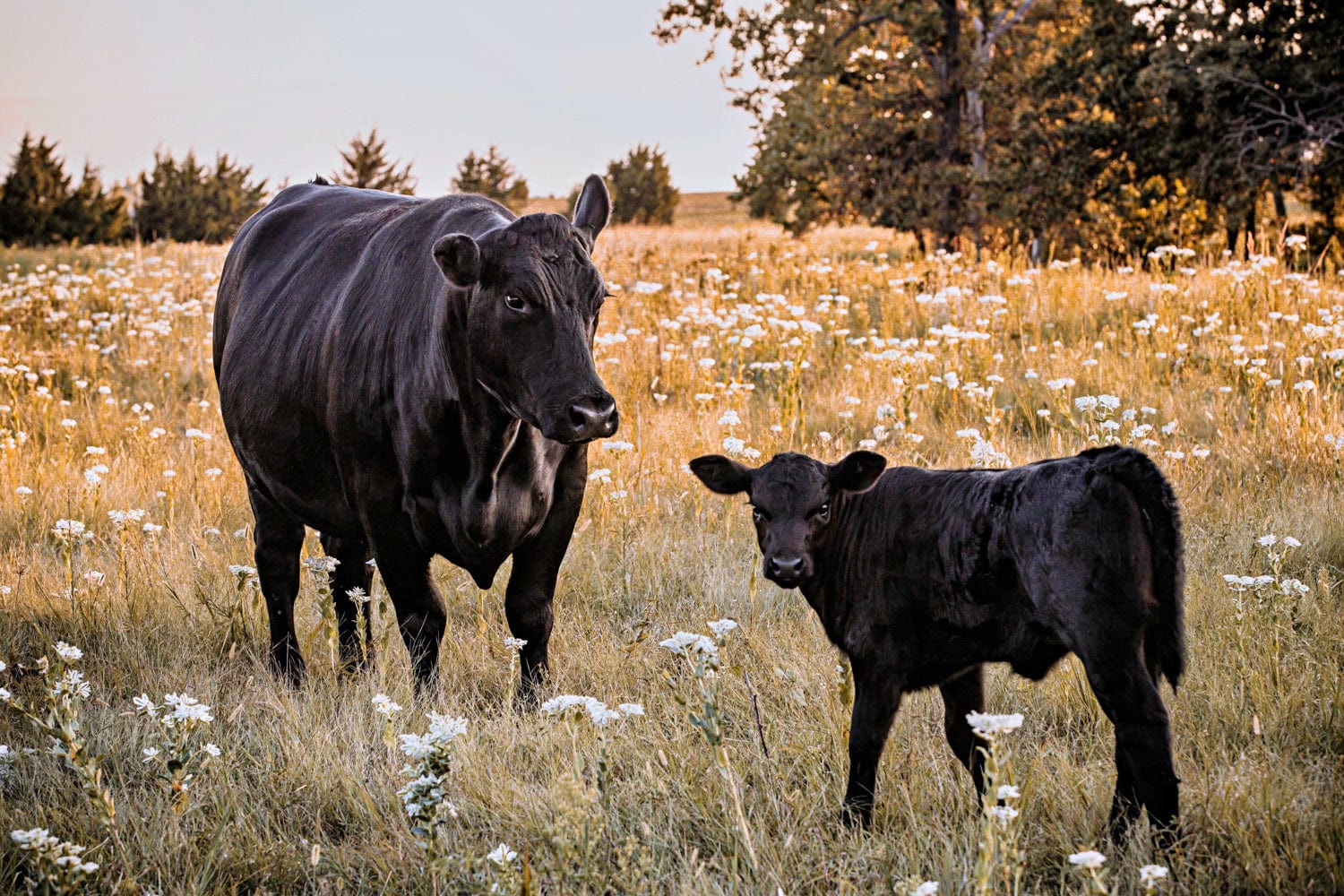 Black Angus Ranch Home Decor Paper Photo Print / 12 x 18 Inches Wall Art Teri James Photography