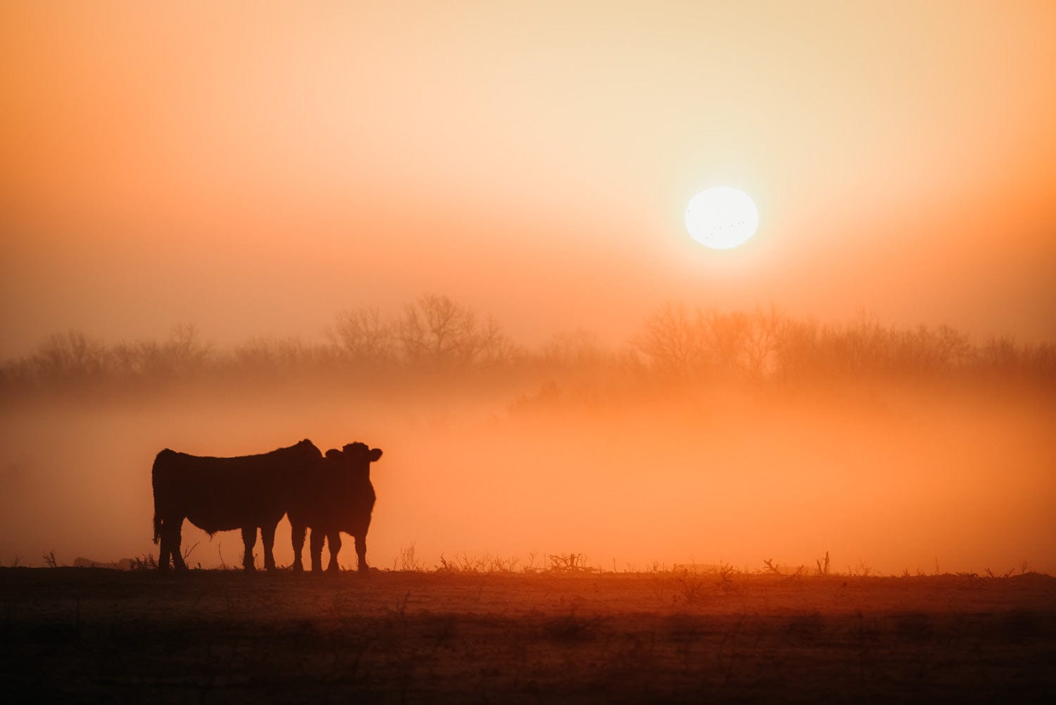 Black Angus Sunrise Print – Orange Ranch Style Wall Decor Paper Photo Print / 12 x 18 Inches Wall Art Teri James Photography