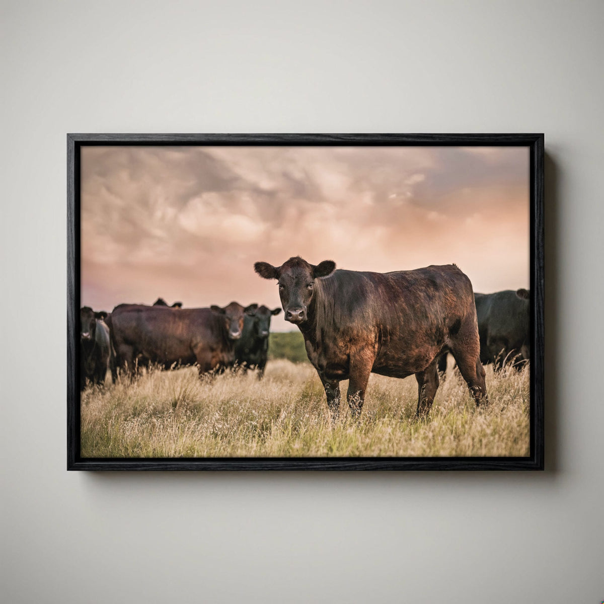 Black Angus Wall Art – Angus Cattle Canvas