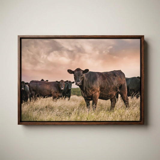 Black Angus Wall Art – Angus Cattle Canvas