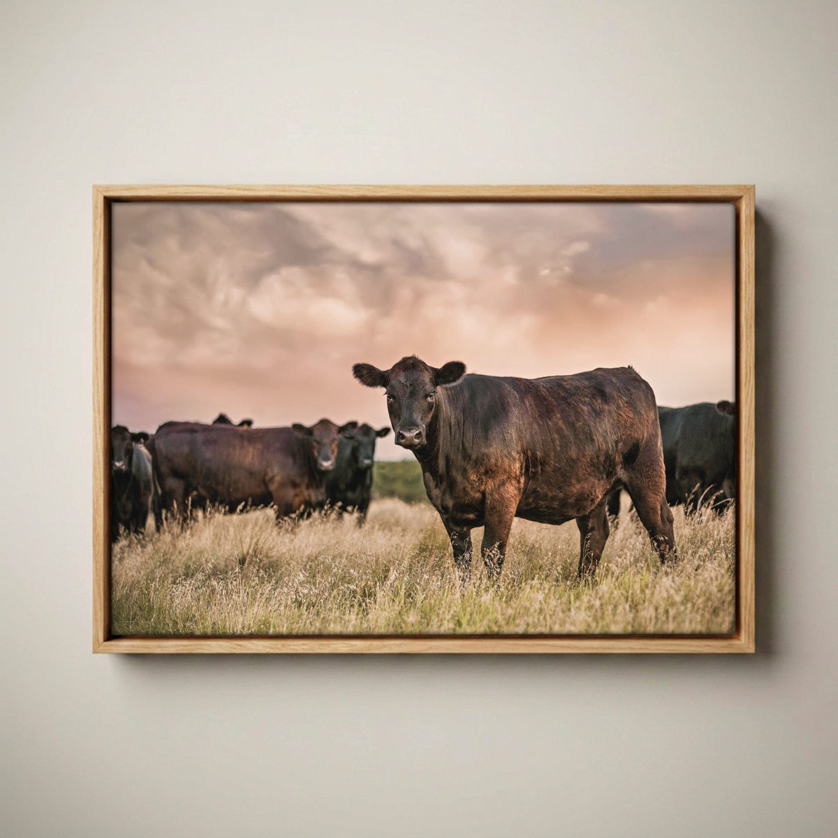 Black Angus Wall Art – Angus Cattle Canvas Canvas-Natural Oak Float Frame / 12 x 18 Inches