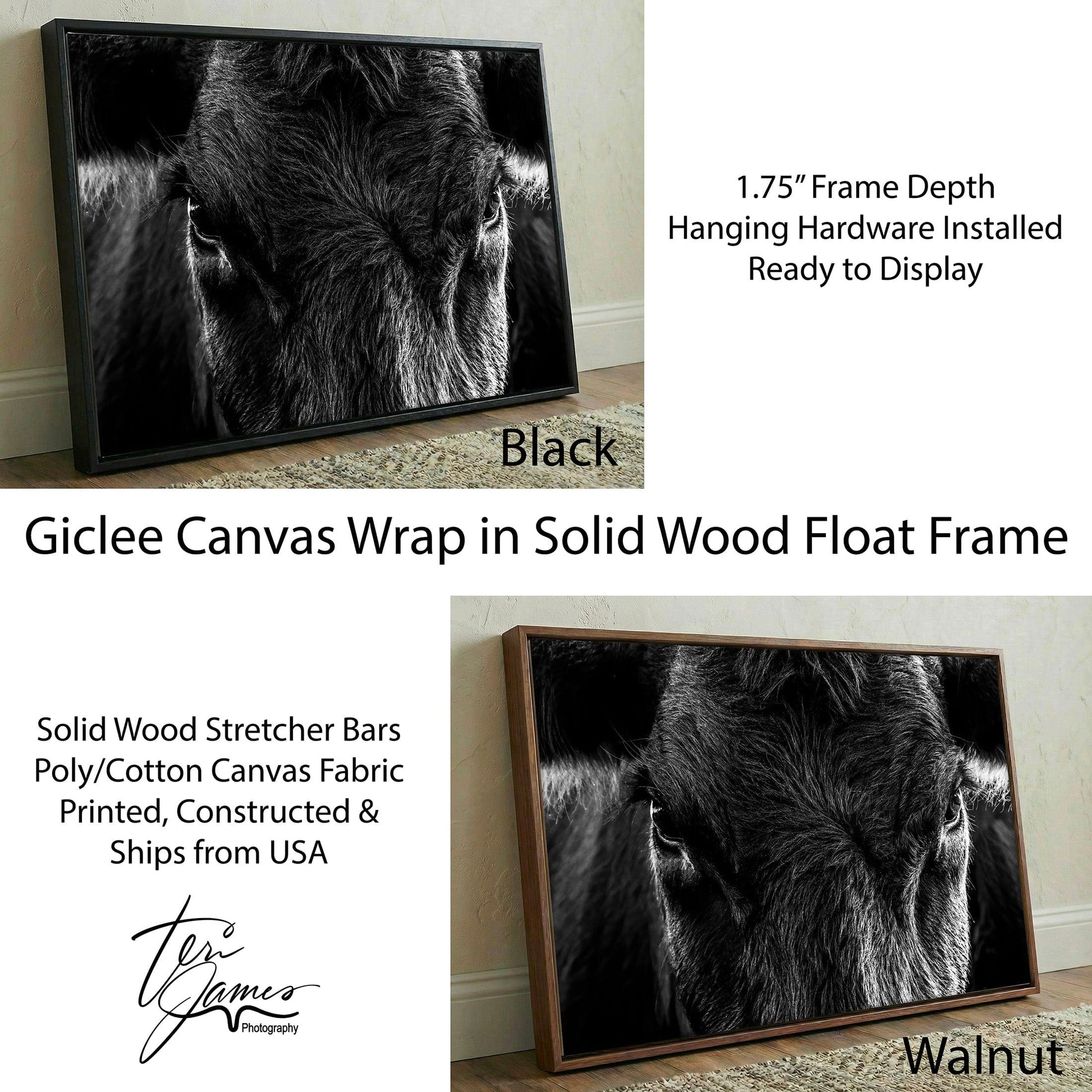 Black Angus Wall Art – Rustic Black and White Cow Closeup Canvas Print Canvas-Black Frame / 12 x 18 Inches Wall Art Teri James Photography