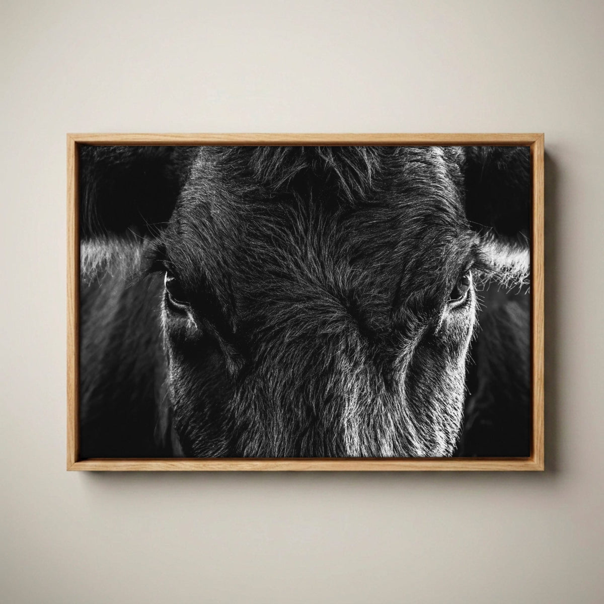 Black Angus Wall Art – Rustic Black and White Cow Canvas-Natural Oak Float Frame / 12 x 18 Inches