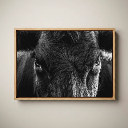 Black Angus Wall Art – Rustic Black and White Cow Canvas-Natural Oak Float Frame / 12 x 18 Inches