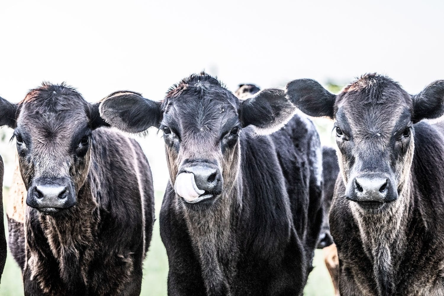 Black Angus Western Nursery Decor Paper Photo Print / 12 x 18 Inches Wall Art Teri James Photography