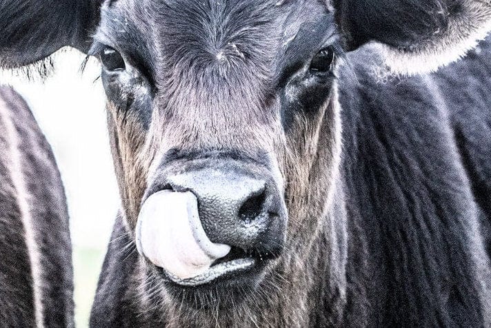 Black Angus Western Nursery Decor Wall Art Teri James Photography