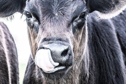 Black Angus Western Nursery Decor Wall Art Teri James Photography