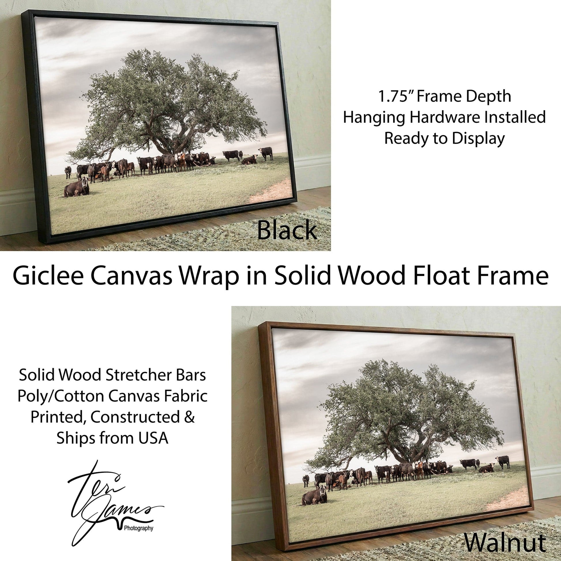 Black Baldy Cow Canvas - Rustic Cattle Canvas - Angus Cow Artwork Wall Art Canvas-Black Frame / 12 x 18 Inches Wall Art Teri James Photography