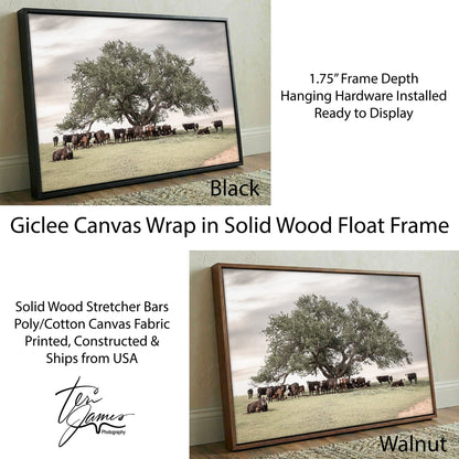 Black Baldy Cow Canvas - Rustic Cattle Canvas - Angus Cow Artwork Wall Art Canvas-Black Frame / 12 x 18 Inches Wall Art Teri James Photography