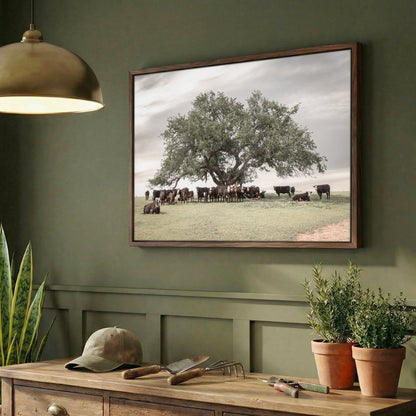 Black Baldy Cow Canvas - Rustic Cattle Canvas - Angus Cow Artwork Wall Art Wall Art Teri James Photography