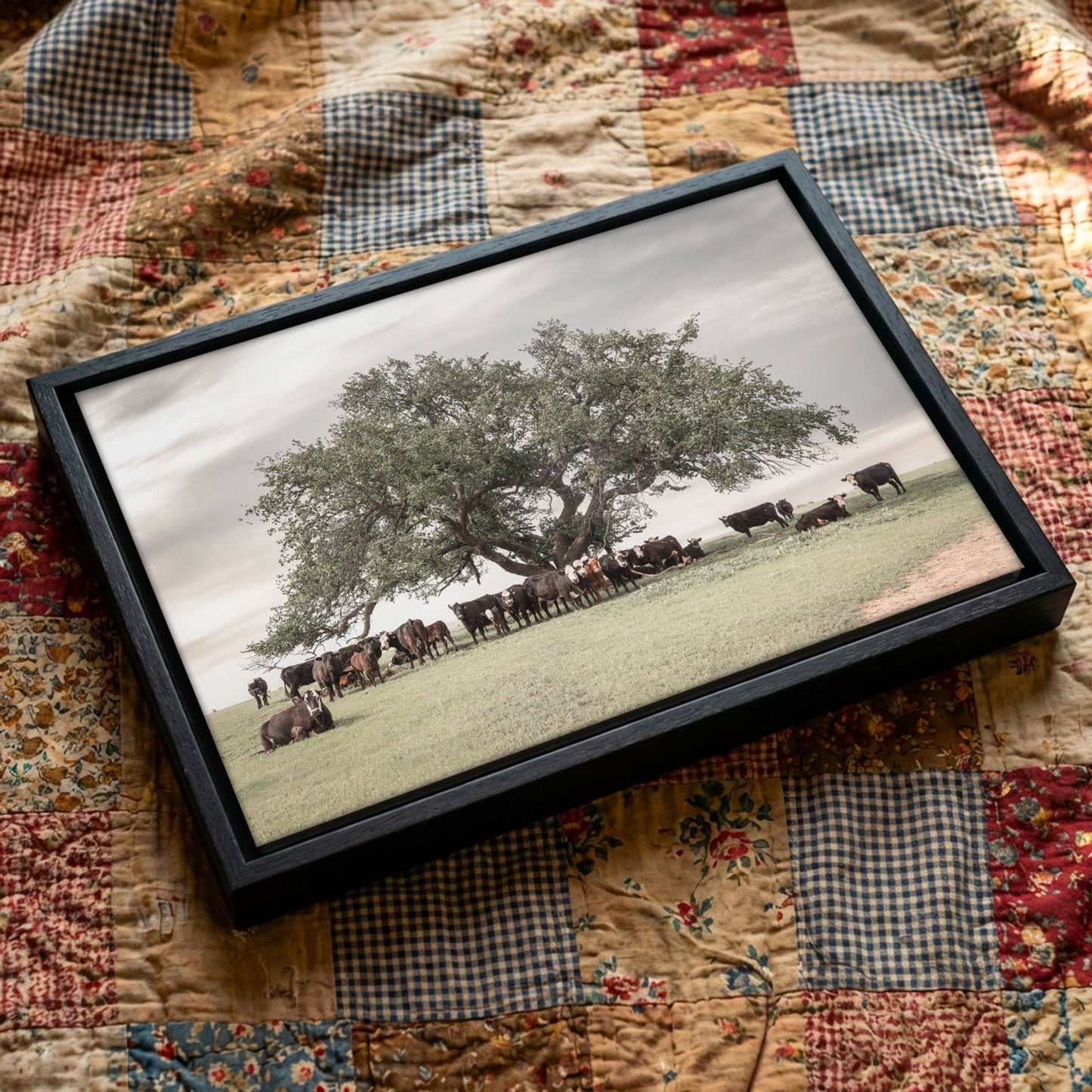 Black Baldy Cow Canvas - Rustic Cattle Canvas - Angus Cow Artwork Wall Art Wall Art Teri James Photography