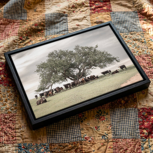 Black Baldy Cow Canvas - Rustic Cattle Canvas - Angus Cow Artwork Wall Art Wall Art Teri James Photography