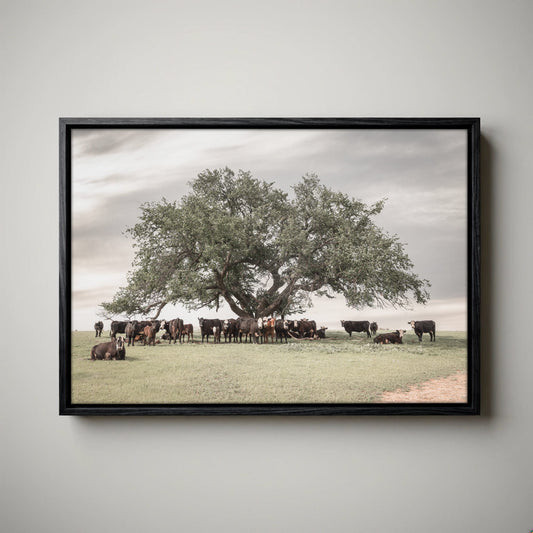 Black Baldy Cow Canvas - Rustic Cattle Canvas