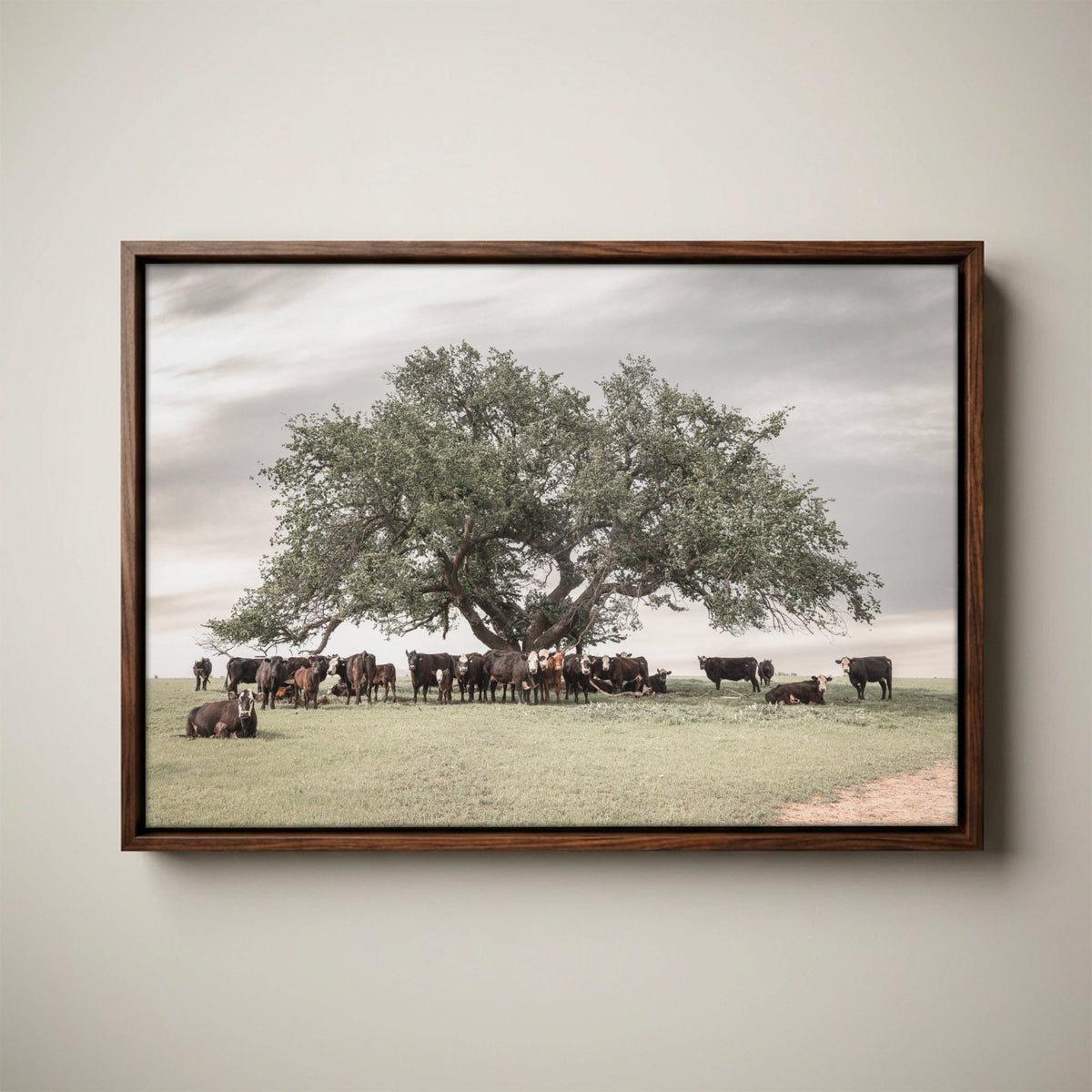 Black Baldy Cow Canvas - Rustic Cattle Canvas