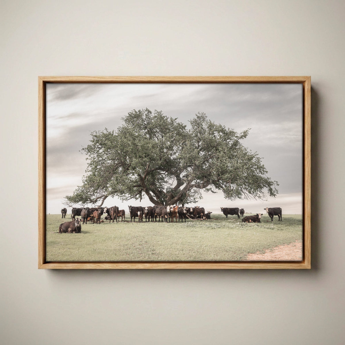 Black Baldy Cow Canvas - Rustic Cattle Canvas Canvas-Natural Oak Float Frame / 12 x 18 Inches