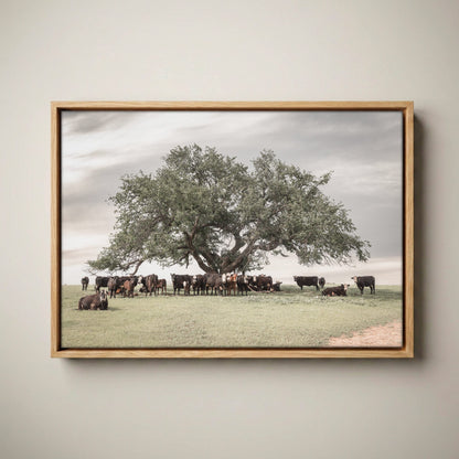 Black Baldy Cow Canvas - Rustic Cattle Canvas Canvas-Natural Oak Float Frame / 12 x 18 Inches