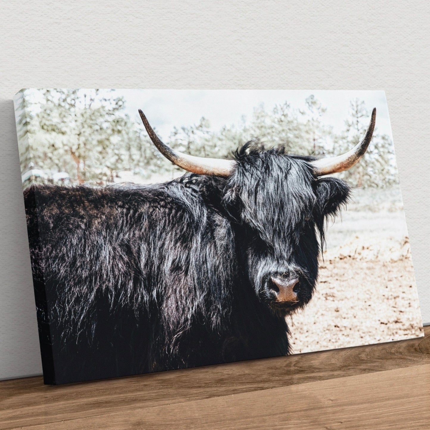 Black Scottish Highland Cow Canvas Canvas-Unframed / 12 x 18 Inches Wall Art Teri James Photography