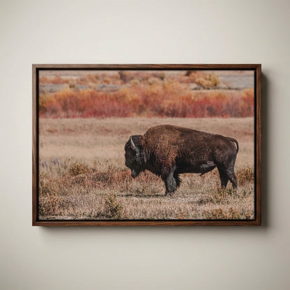 Buffalo Photo Print - Yellowstone Bison Canvas