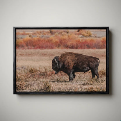 Buffalo Photo Print - Yellowstone Bison Canvas