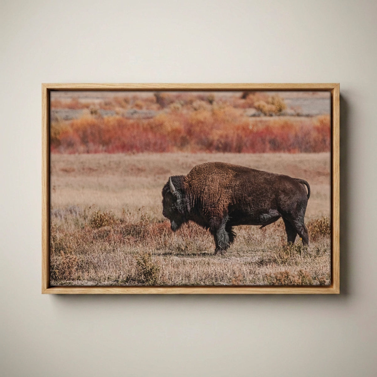 Buffalo Photo Print - Yellowstone Bison Canvas Canvas-Natural Oak Float Frame / 12 x 18 Inches