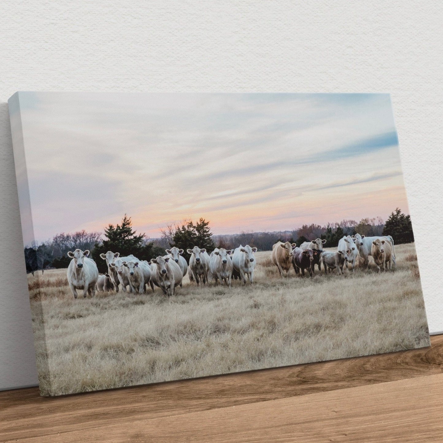 Charolais Cattle Canvas Print - Charolais Cows at Sunset Canvas-Unframed / 12 x 18 Inches Wall Art Teri James Photography