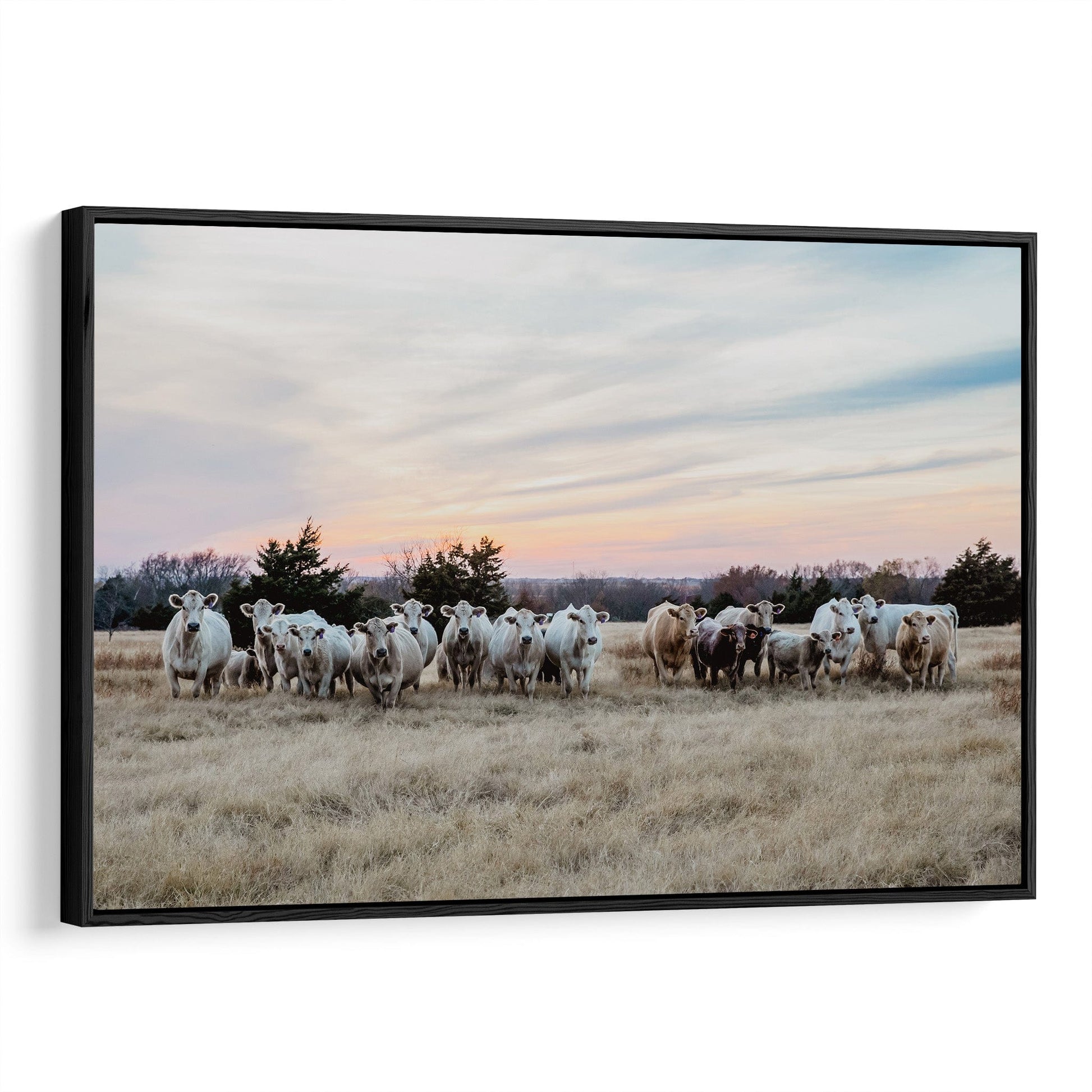Charolais Cattle Canvas Print - Charolais Cows at Sunset Canvas-Black Frame / 12 x 18 Inches Wall Art Teri James Photography