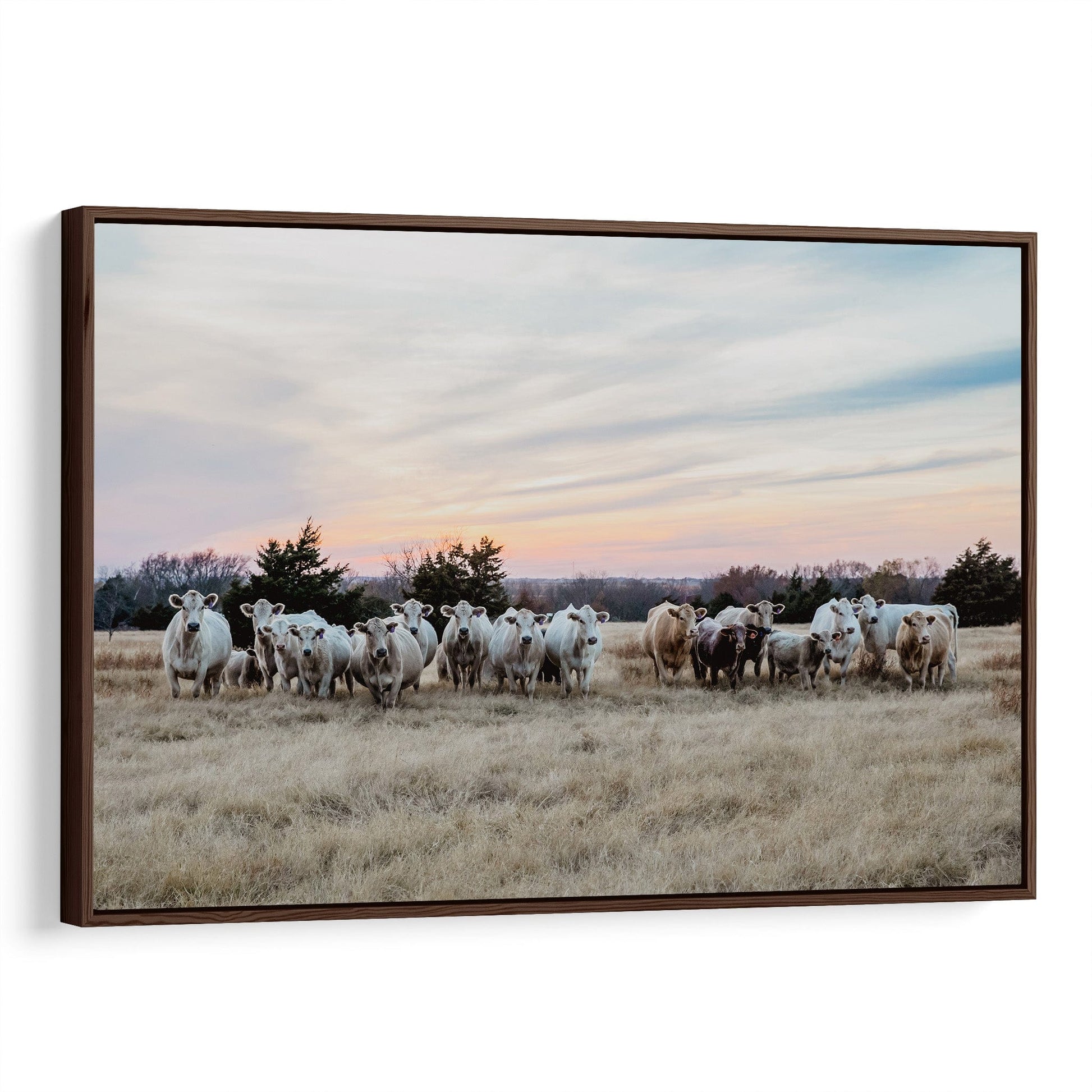 Charolais Cattle Canvas Print - Charolais Cows at Sunset Canvas-Walnut Frame / 12 x 18 Inches Wall Art Teri James Photography